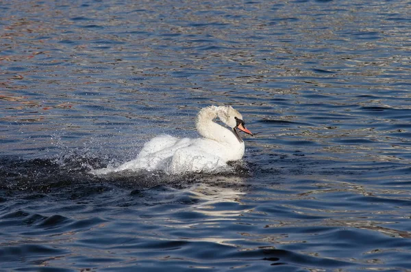 Cisne irritado na água — Fotografia de Stock