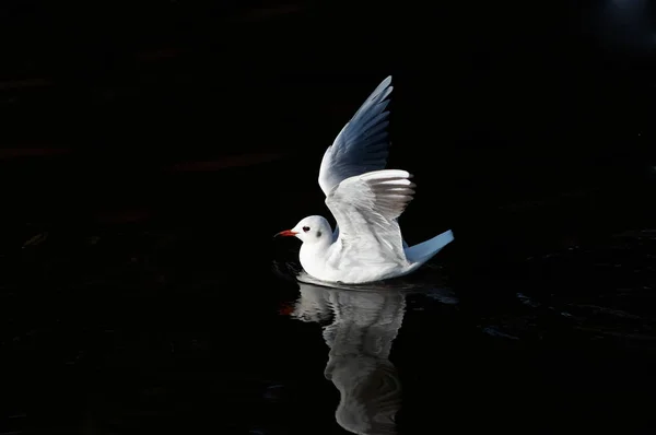 Gull on the water — Stock Photo, Image