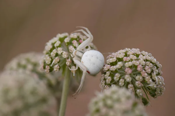 White spider lurking for prey — Stock Photo, Image