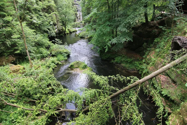 Tronco de árbol caído - gargantas en el río Kamenice —  Fotos de Stock