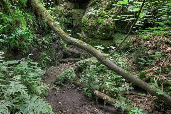 Tronc d'arbre tombé - Gorges sur la rivière Kamenice — Photo