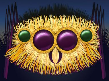 Büyük kıllı örümceği