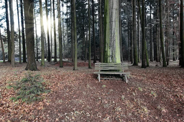 Ξύλινο παγκάκι στο δάσος — Φωτογραφία Αρχείου