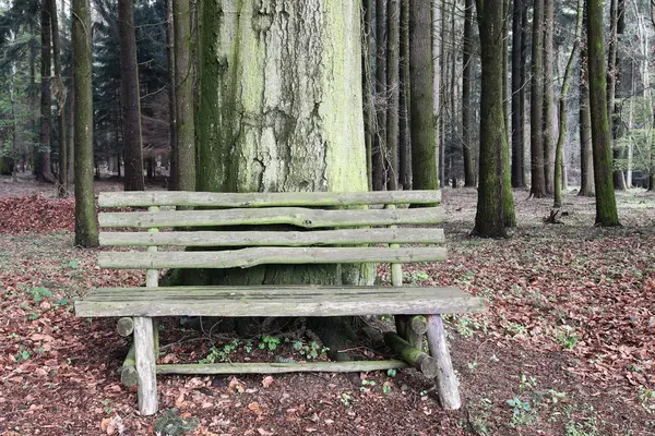 Banco de madera en el bosque — Foto de Stock