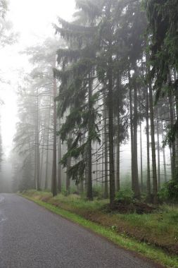 Puslu Ladin ormanın içinde boş yol