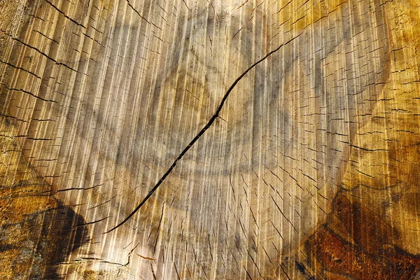砍下的树树干-木质纹理的 — 图库照片
