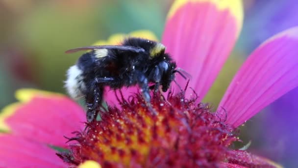 Pollinering - bumle bee i blomma — Stockvideo