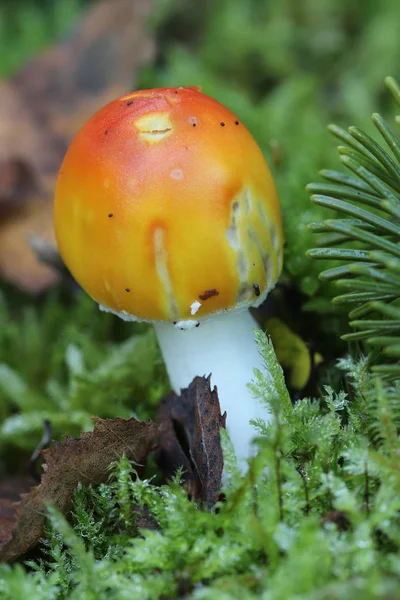 Piccola Amanita Muscaria — Foto Stock