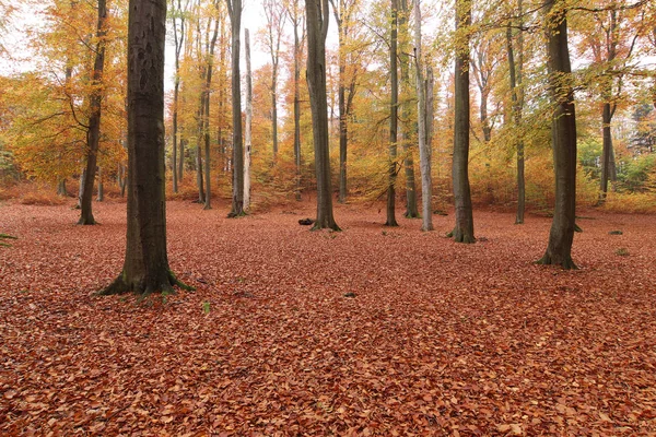 秋天的山毛榉林 — 图库照片