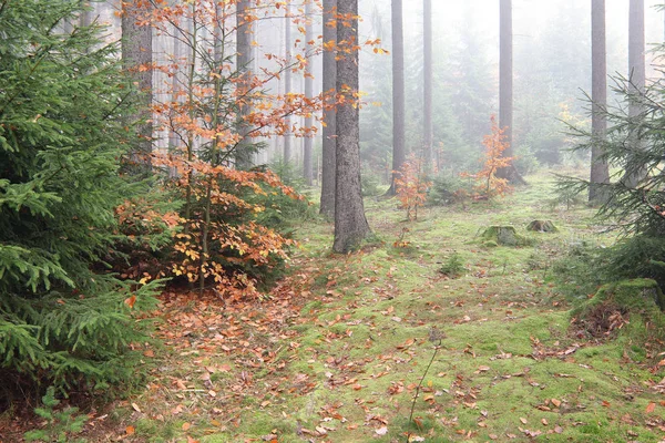 Autumn coniferous forest in the morning — Stock Photo, Image