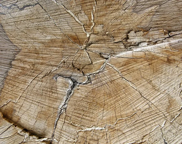 La textura de madera - el corte del árbol — Foto de Stock