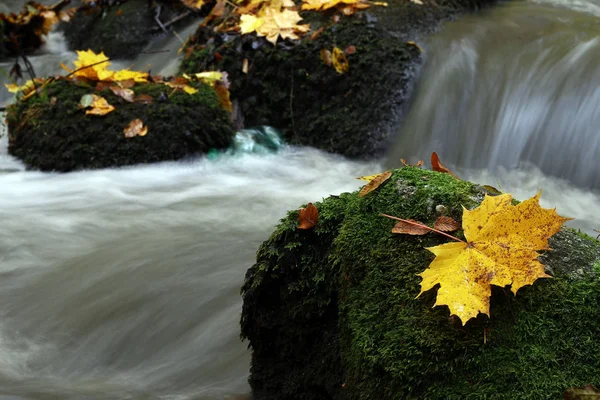 Akçaağaç yaprağı üzerinde yosun kaplı kaya — Stok fotoğraf