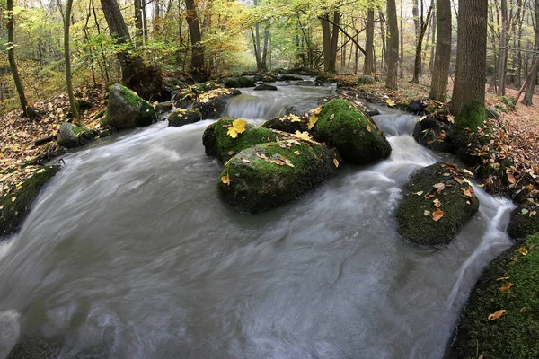 Feuille d'érable sur rocher dans le ruisseau — Photo