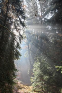 Tanrı sinyaller - sabah ormanda güneş ışınları