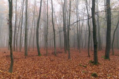 Sisli sonbahar kayın ormanı