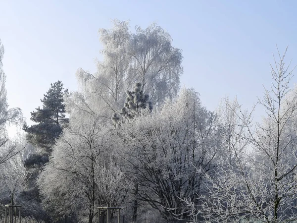 Mrazivý den - stromy pokryté mrazem — Stock fotografie