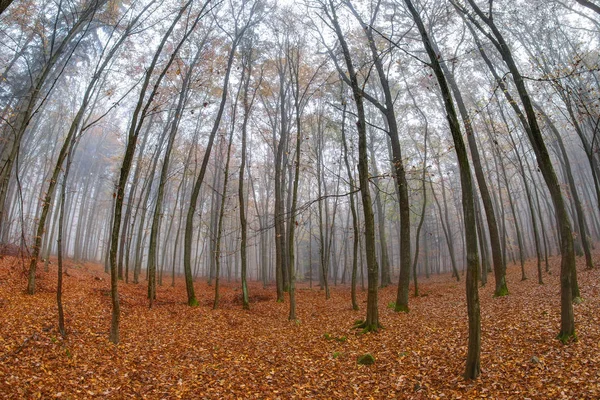 Brouillard dans la forêt de hêtres en automne — Photo