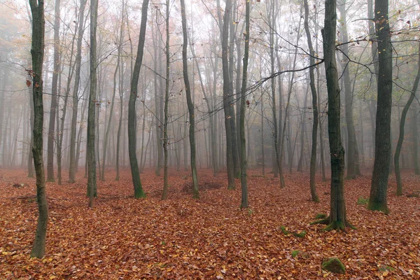 Foggy autumn beech forest — Stock Photo, Image