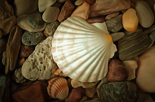 Seashell on sea pebbles — Stock Photo, Image
