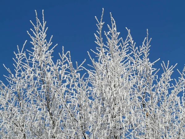 Branches d'arbres givrés dans la journée d'hiver — Photo