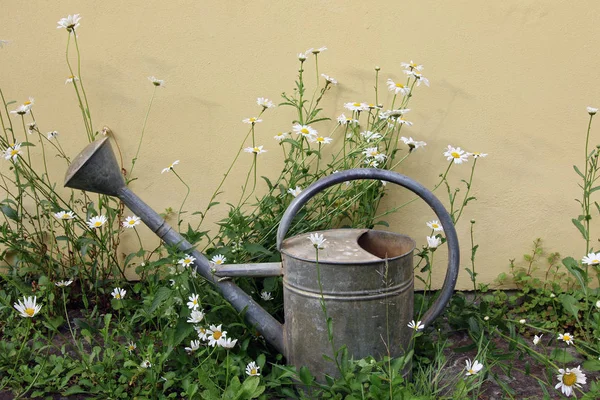 Old sprinkling can between daisies — Stock Photo, Image