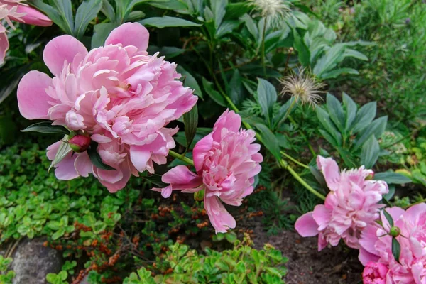 Blüte der Pfingstrose — Stockfoto