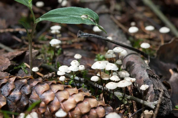 Marasmius-apró, ehető gomba — Stock Fotó