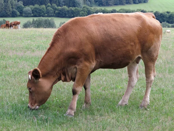 Young cow grazing on a meadow — Stock Photo, Image