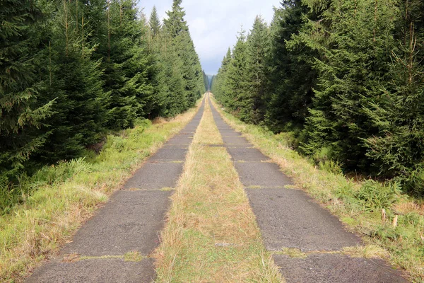 Long straight path through a spruce forest