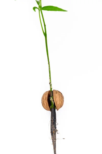 Detail of the sprouting nut — Stock Photo, Image