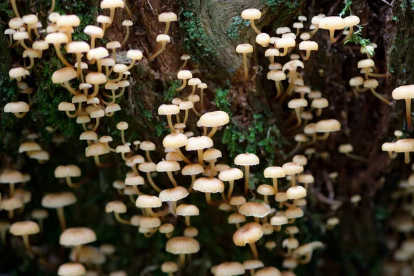 Грудка грибів на гнилому дерев'яному пні — стокове фото