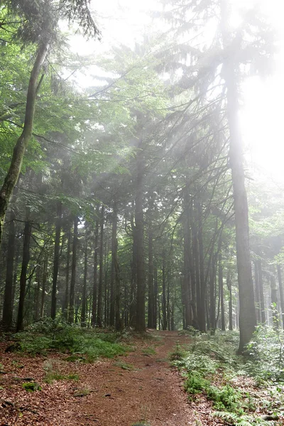 Manhã brilhante na floresta — Fotografia de Stock