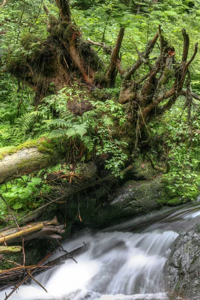 Ruscello d'acqua e albero caduto — Foto Stock