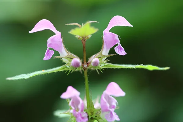 Blooming blind nettle — Stock Photo, Image