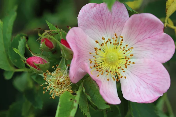 Detalhe da flor de arbusto rosa selvagem — Fotografia de Stock