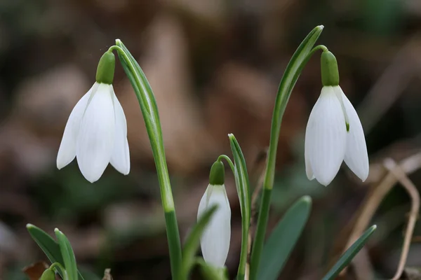 Detail of the purification flower — Stock Photo, Image