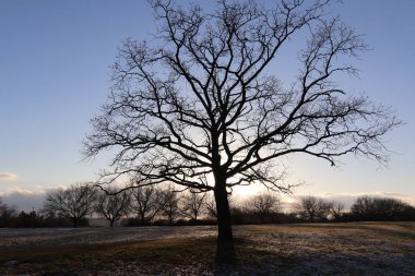 Kış manzara yalnız çıplak ağaca