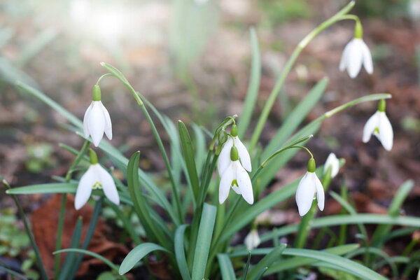 Detail of the bunch of purification flowers
