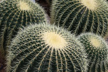 Golden barrel - Echinocactus grusonii