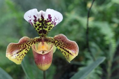 Paphiopedilum philippinense - Venüs terlik