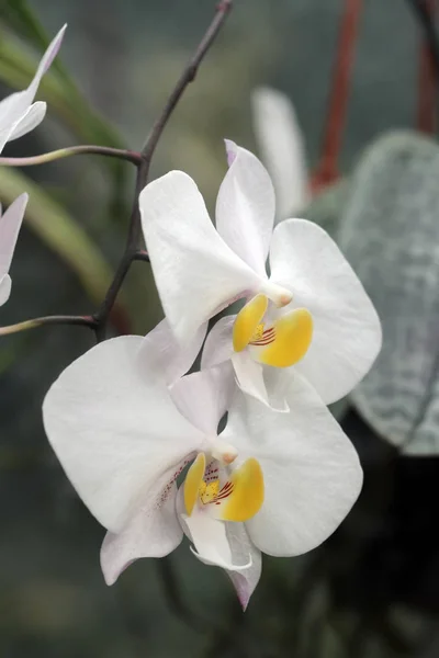 Detalhe da flor da orquídea — Fotografia de Stock