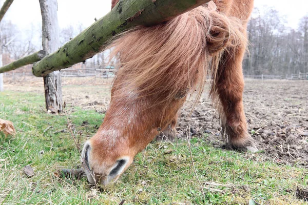 Op zoek naar voedsel - een paard op de graze — Stockfoto