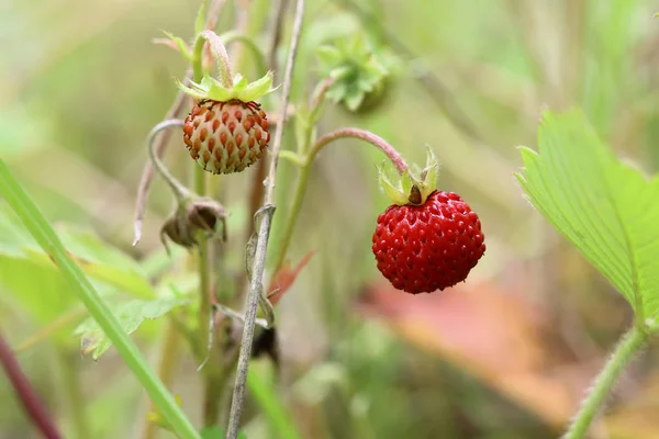 Detalii despre căpșuni sălbatice - produse forestiere — Fotografie, imagine de stoc