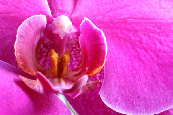 Az orchidea a virágzás részlete — Stock Fotó