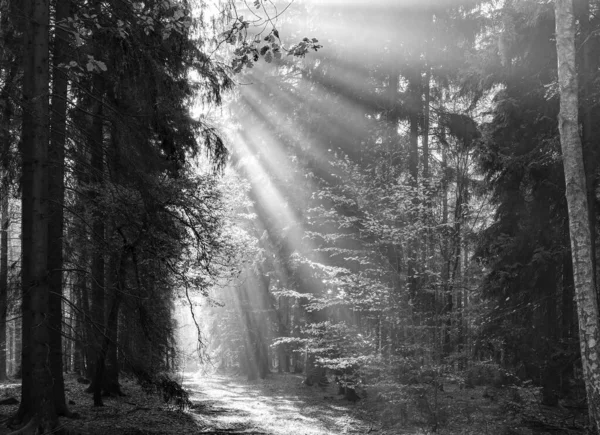 神束-清晨森林中的阳光 — 图库照片