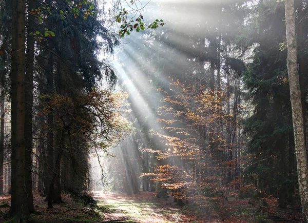 Rayos de Dios - Rayos de sol en el bosque de la mañana — Foto de Stock