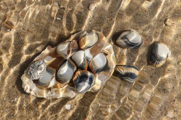 Unusual shot shells under the sea level — Stock Photo, Image