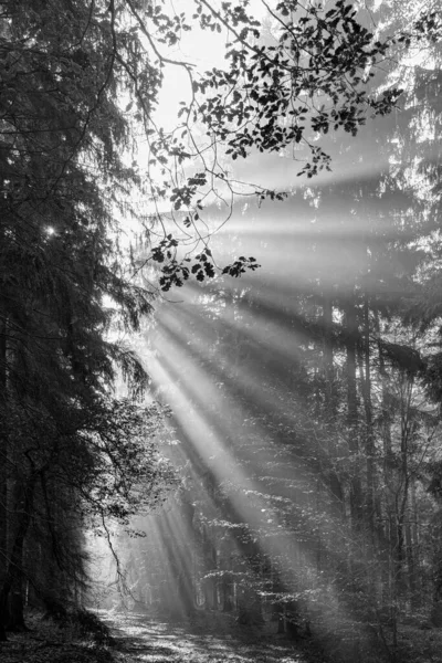 Blak and white God beams - sunbeams in the morning forest — Stock Photo, Image