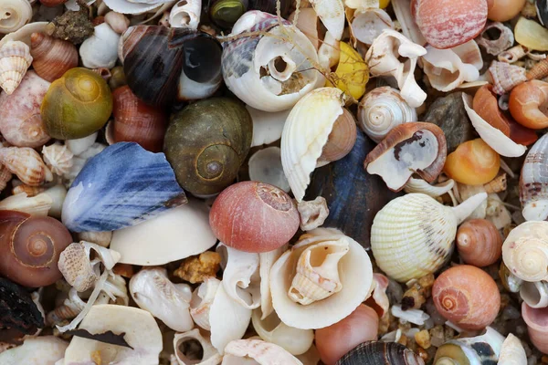 Heap shells of molluscs on the beach at low tide — Stock Photo, Image