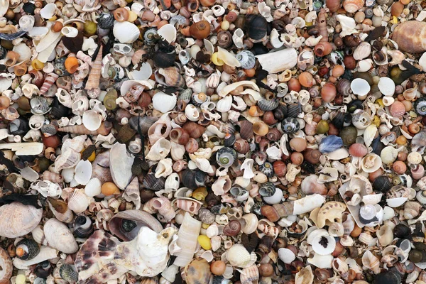 Heap shells of molluscs on the sand at low tide — Stock Photo, Image